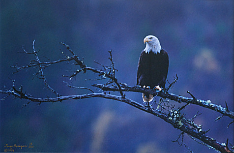 Eagle in Tree