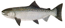 Female Chinook Salmon