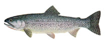 Cutthroat Trout